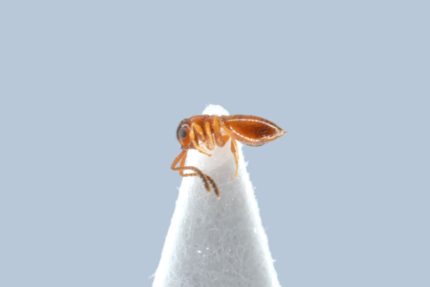 Default image